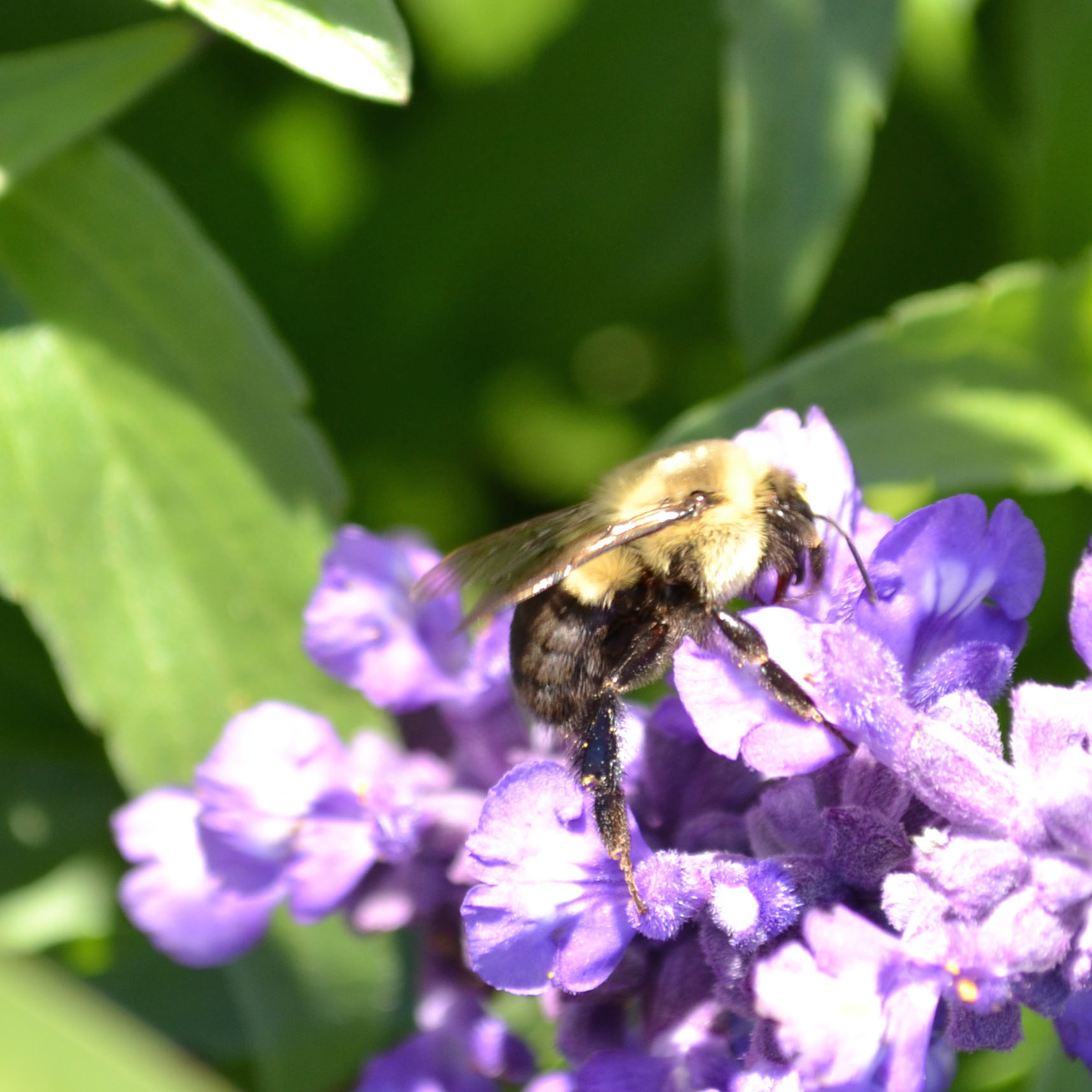 Bee on Flower Photograph
